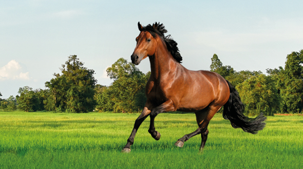 Header_HorseMaster_doorlink_590x330px_2023!
						